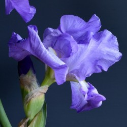 Purple Bearded Iris